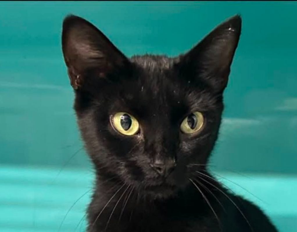 Orphé - Chat Européen à adopter