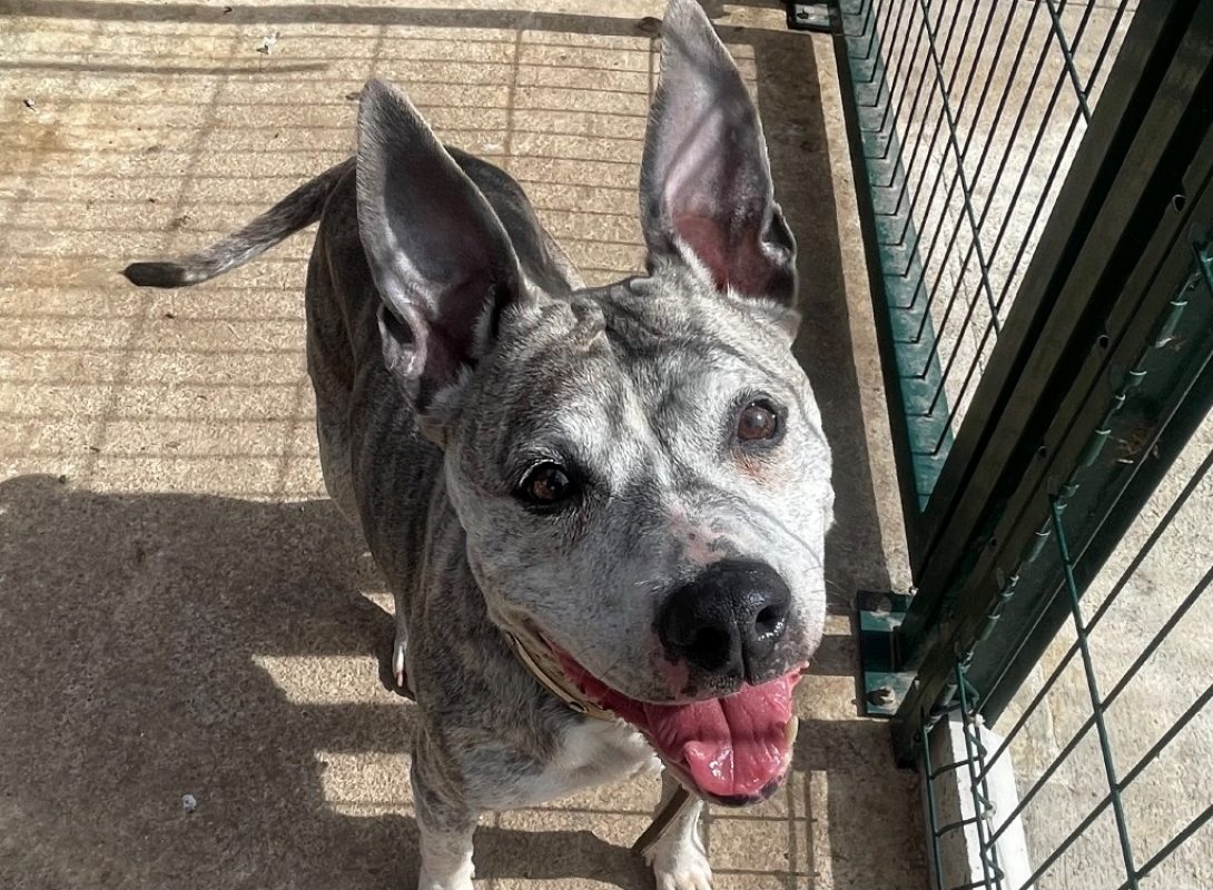 Nikita - Chien à adopter