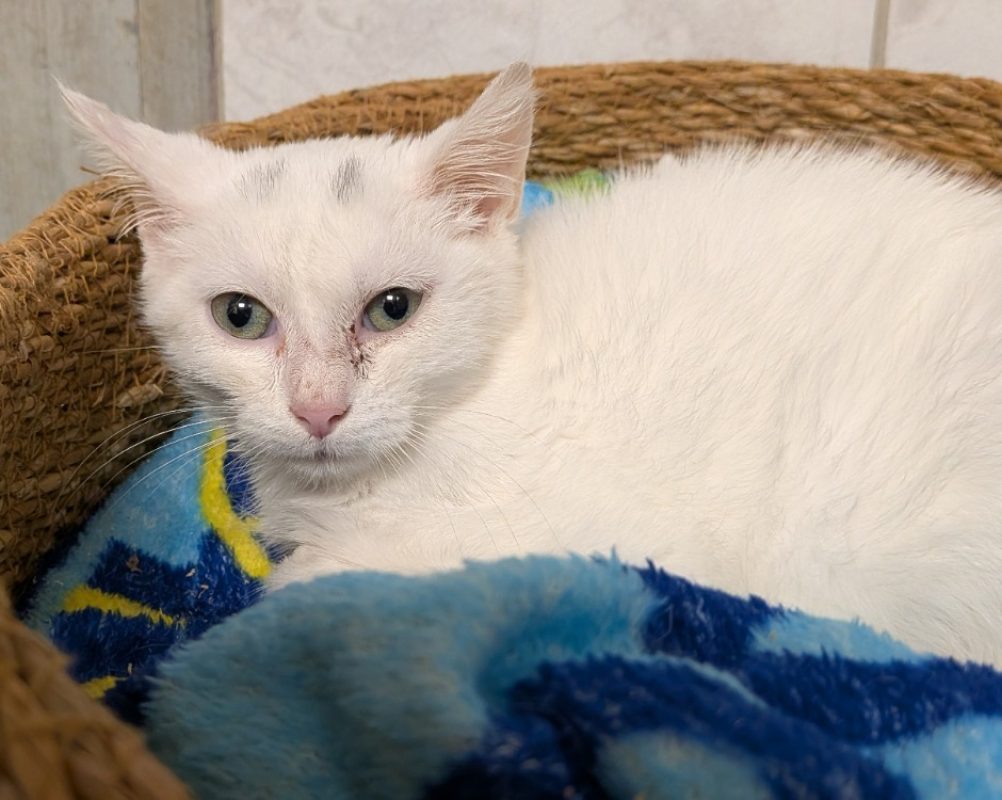 Blanco - Chat Européen à adopter