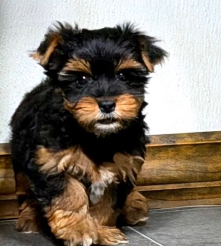 Nina - Chien Yorkshire Terrier à adopter - photo 2