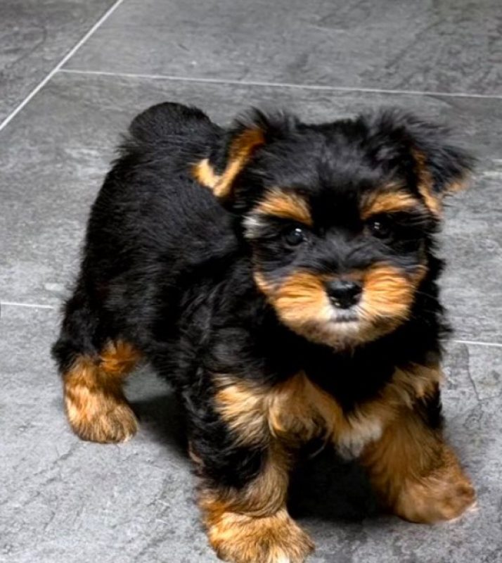 Nina - Chien Yorkshire Terrier à adopter