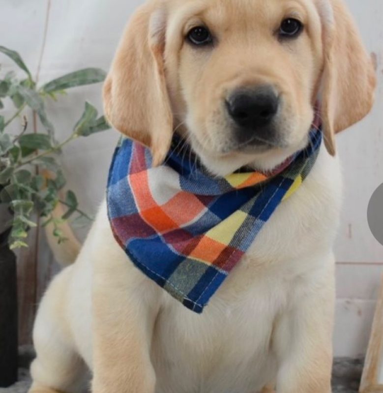 Nino - Chien Labrador-Retriever à adopter
