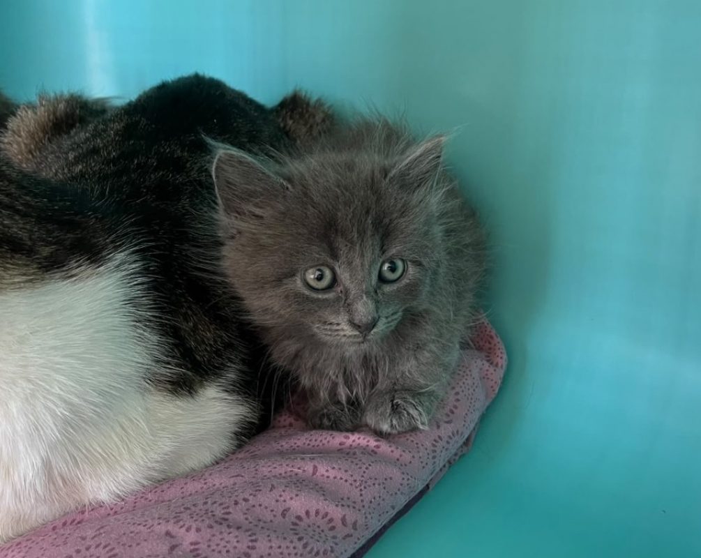 Fanta - Chat Européen à adopter
