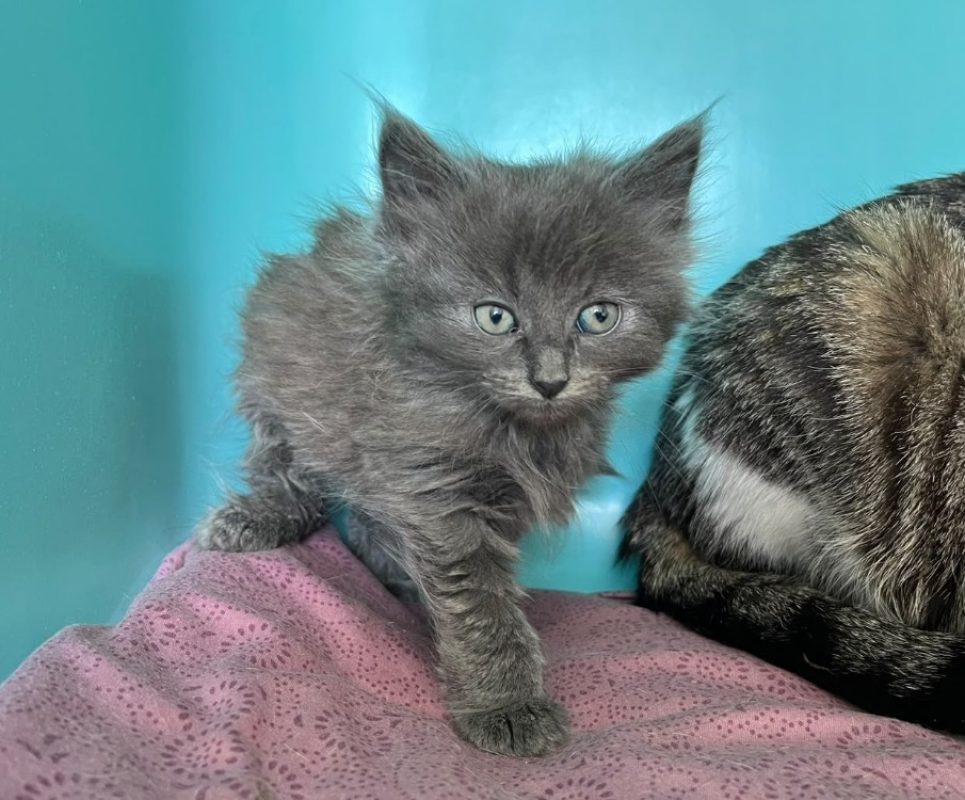 Cola - Chat Européen à adopter