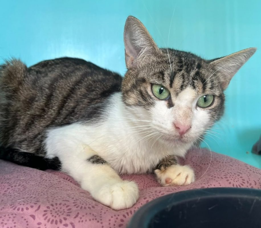 Oasis - Chat Européen à adopter