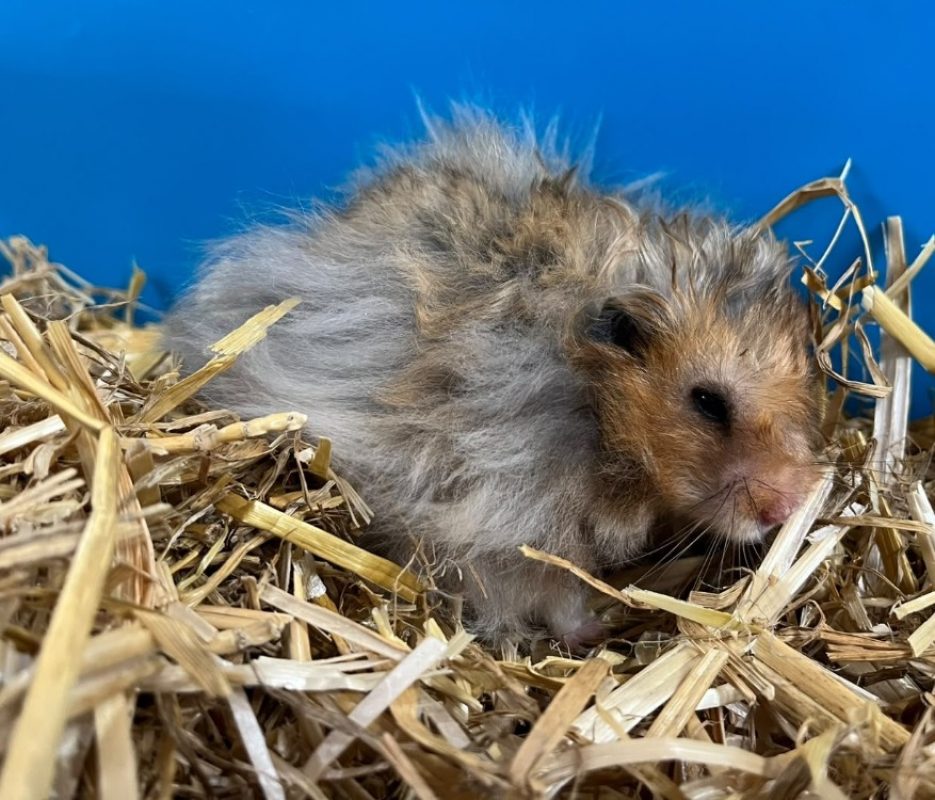 Punky - Rongeur Hamster à adopter