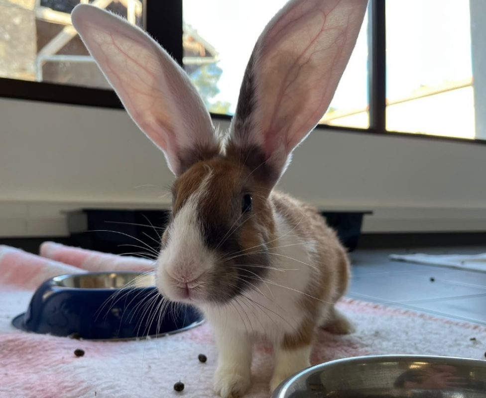 Cawotte - Rongeur Lapin à adopter