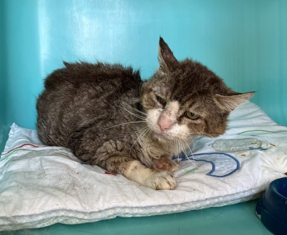 Woody - Chat Européen à adopter