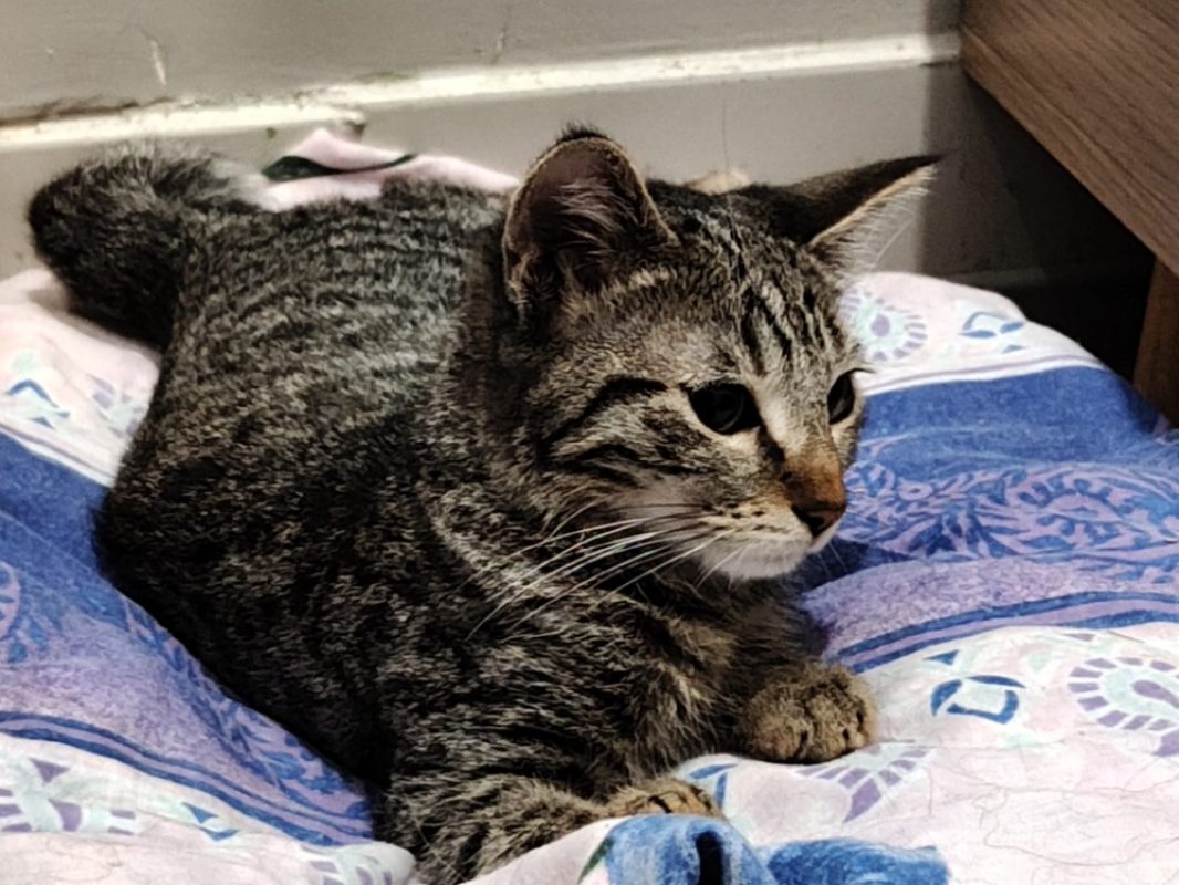 Lys - Chat Européen à adopter