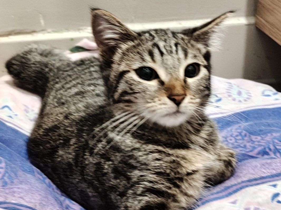 Lys - Chat Européen à adopter - photo 2