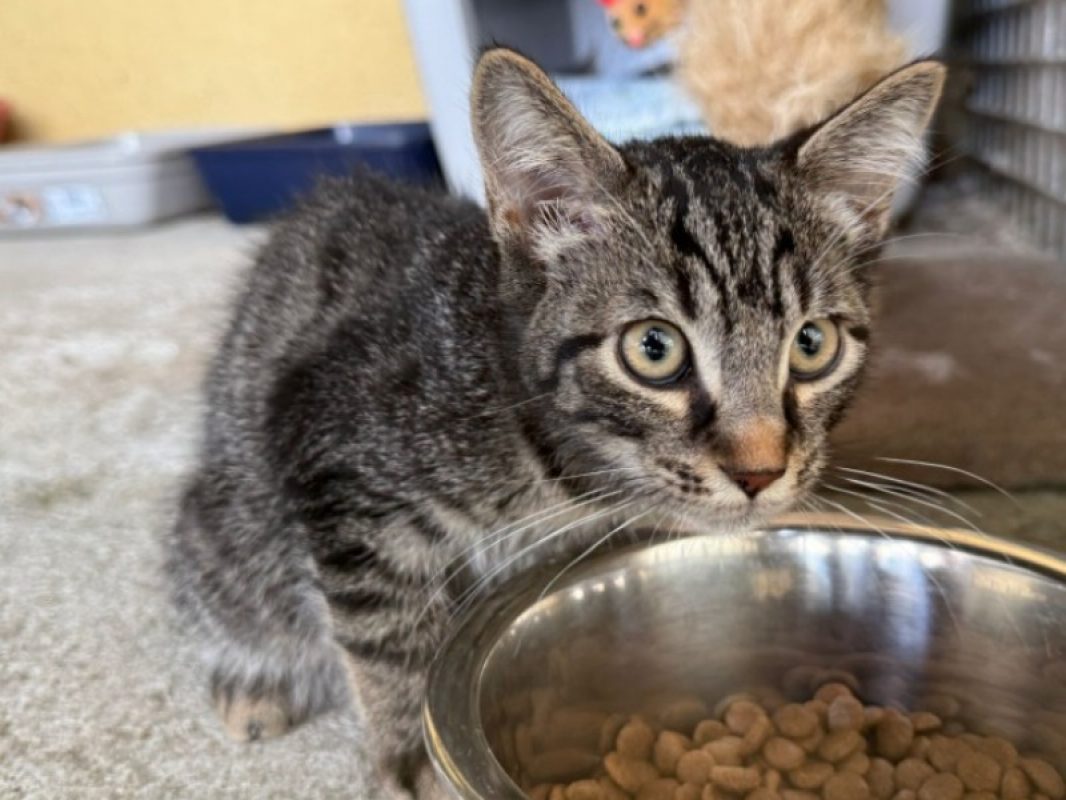 Tournesol - Chat Européen à adopter