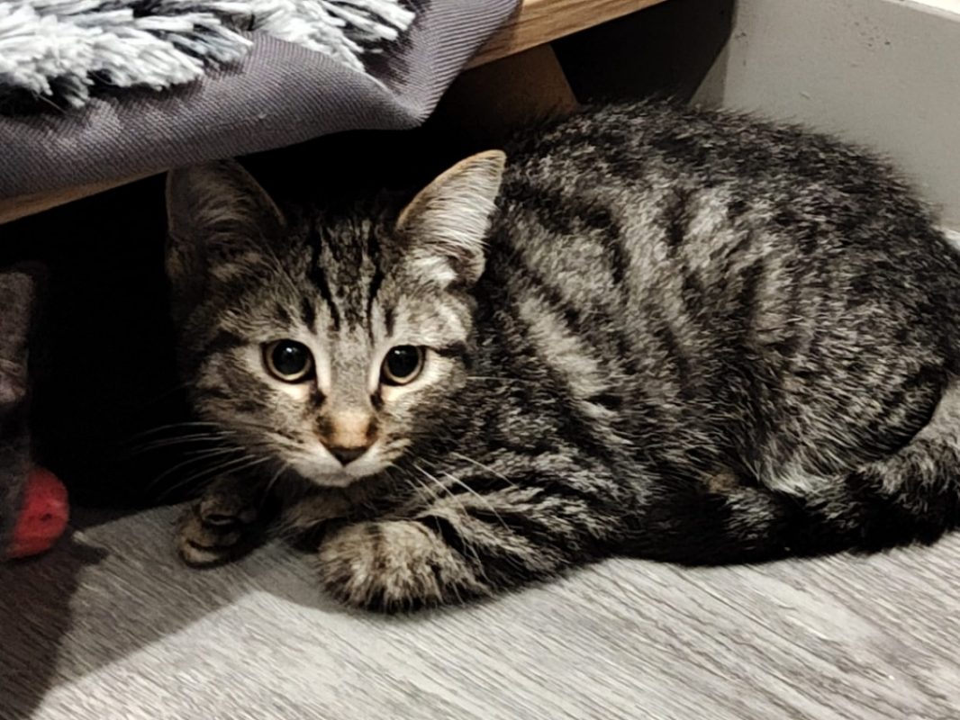 Marguerite - Chat Européen à adopter