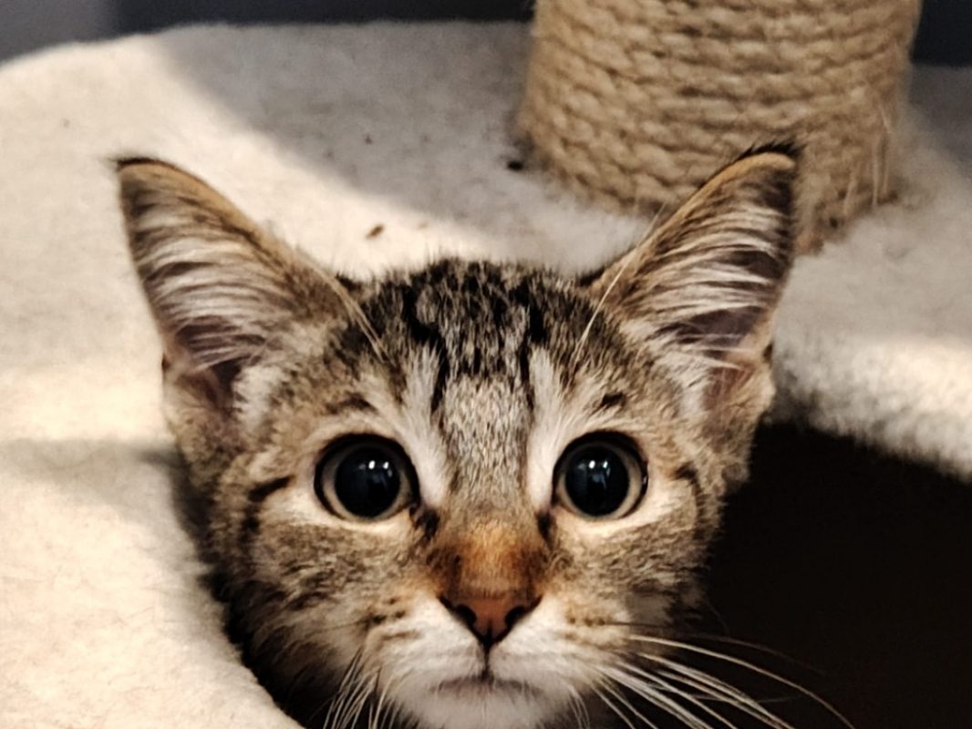 Pivoine - Chat Européen à adopter