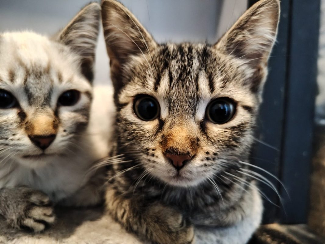 Rose - Chat Européen à adopter