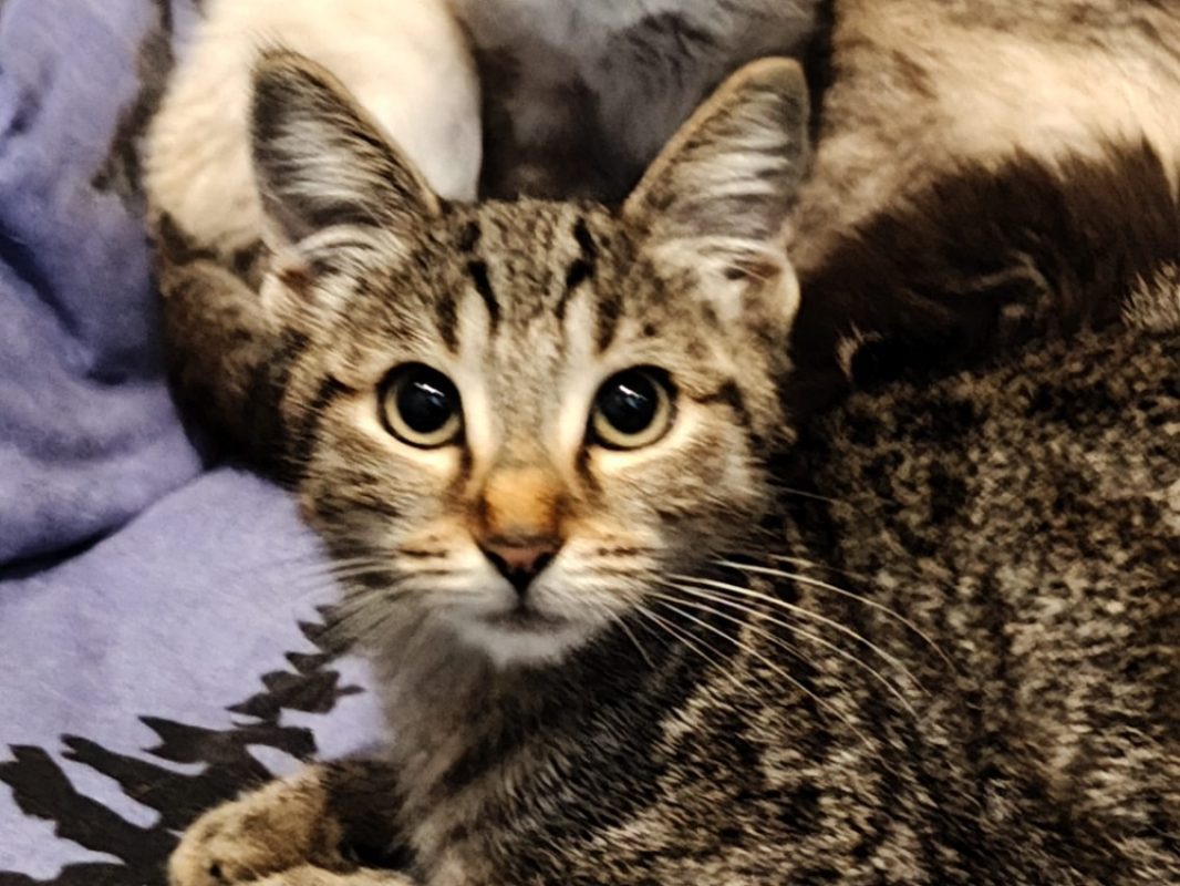 Iris - Chat Européen à adopter