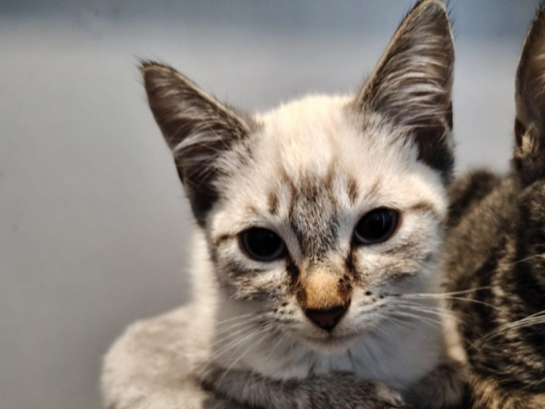 Orchidee - Chat Européen à adopter