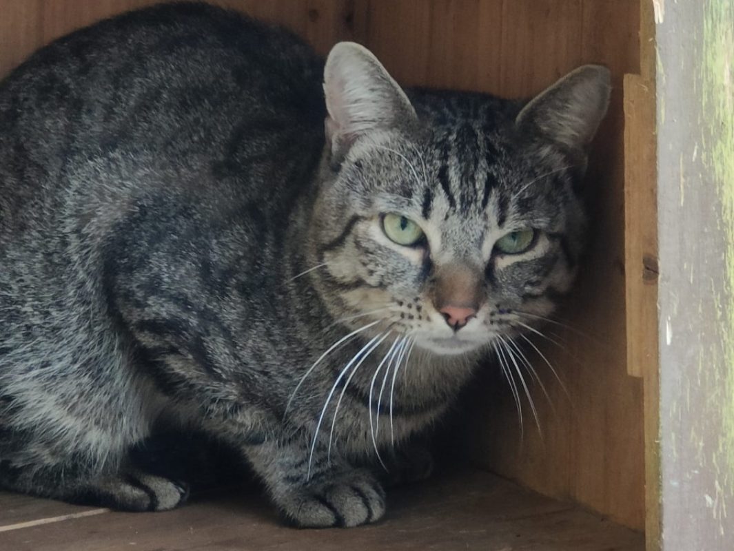 Gribouille - Chat Européen à adopter