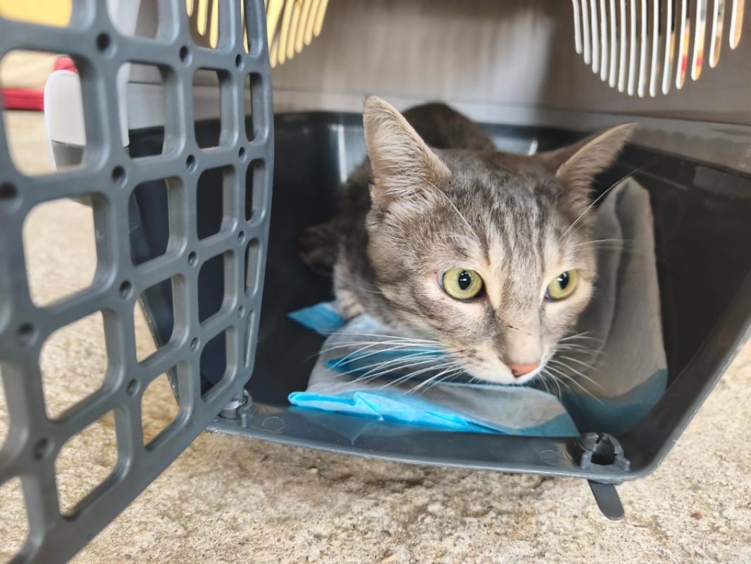 Totom - Chat Européen à adopter