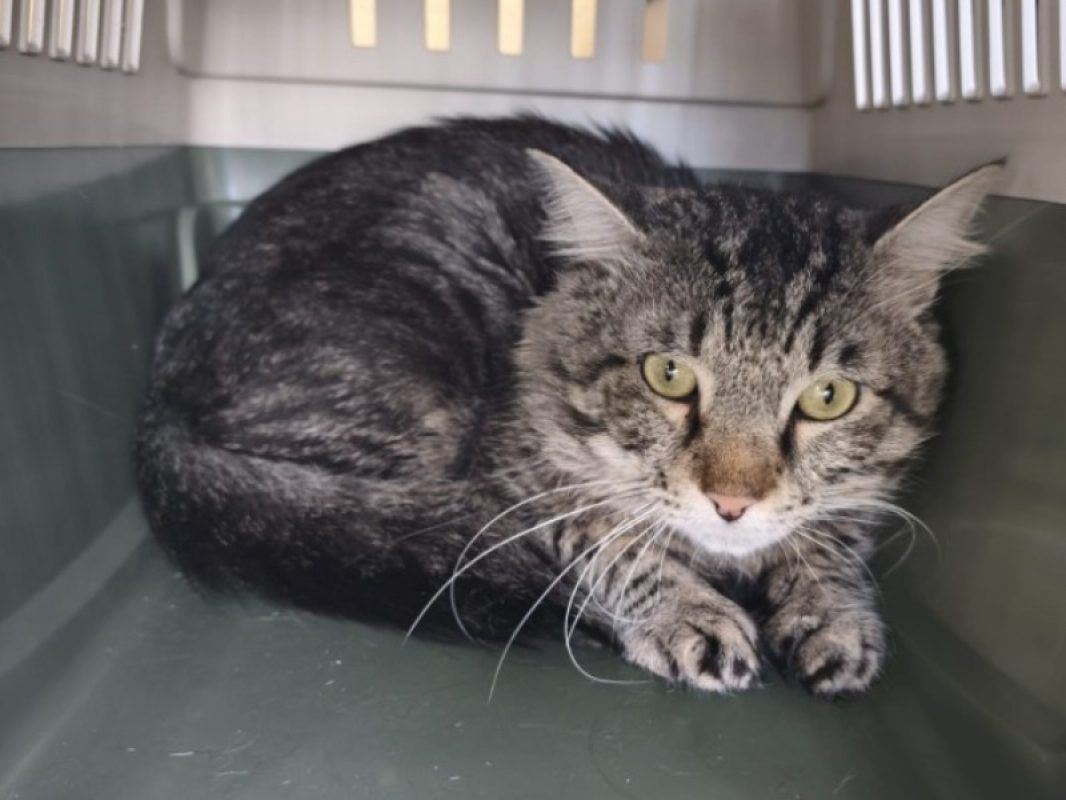 Mistou - Chat Européen à adopter