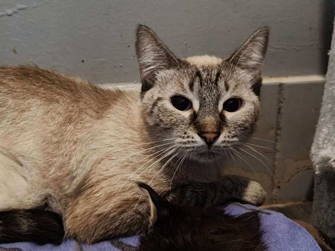 Blanchette - Chat Européen à adopter