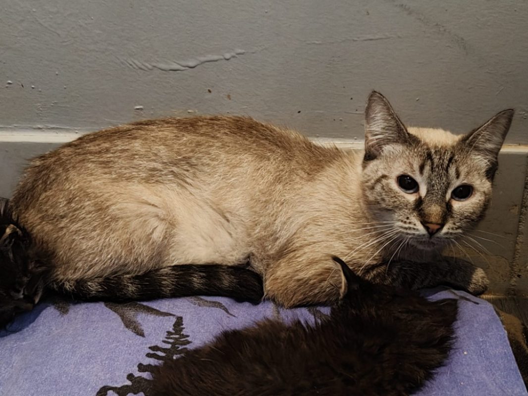 Blanchette - Chat Européen à adopter - photo 2