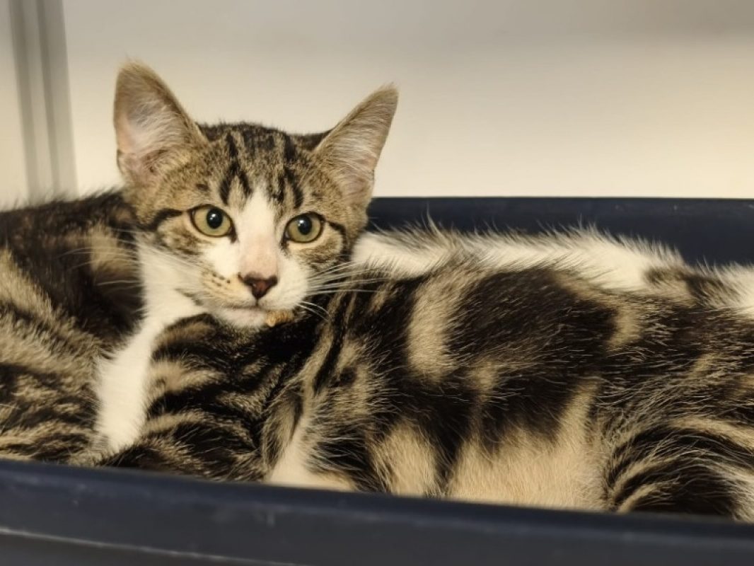Sake - Chat Européen à adopter