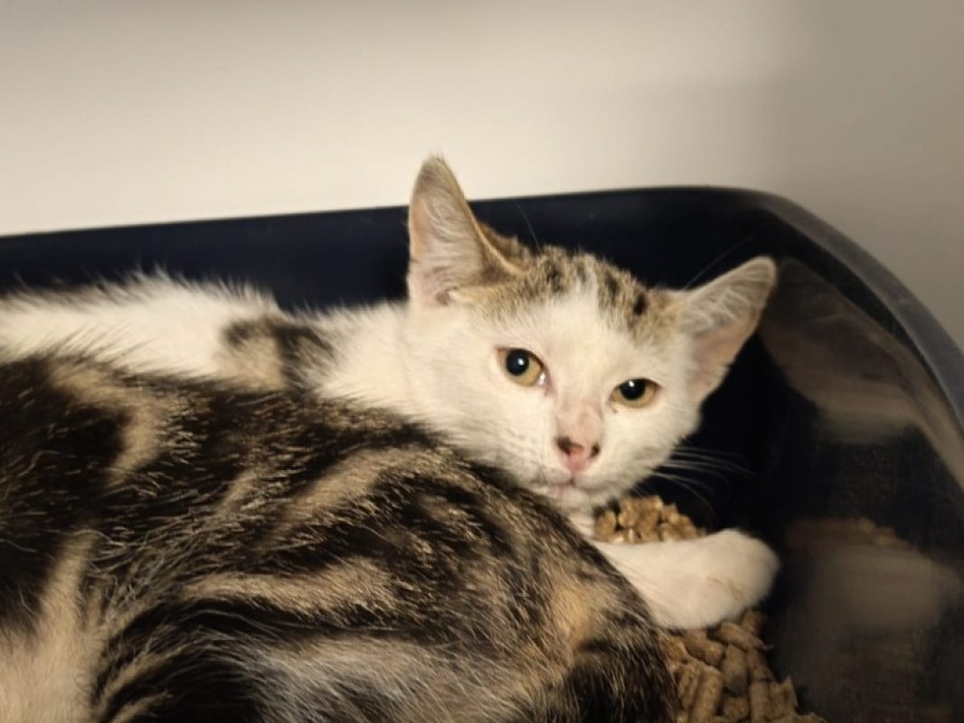 Pomponette - Chat Européen à adopter