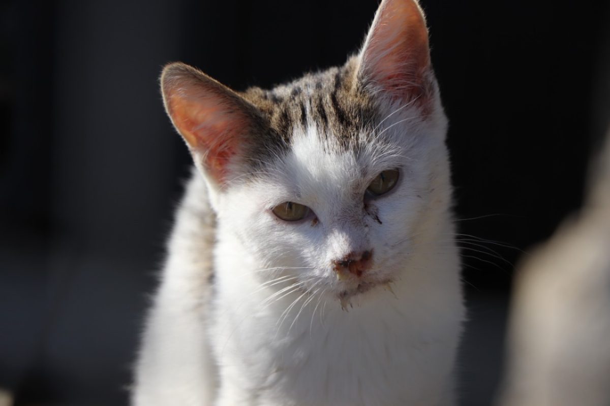 Pomponette - Chat Européen à adopter