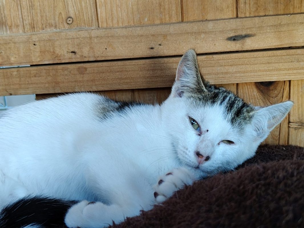 Pomponette - Chat Européen à adopter - photo 2
