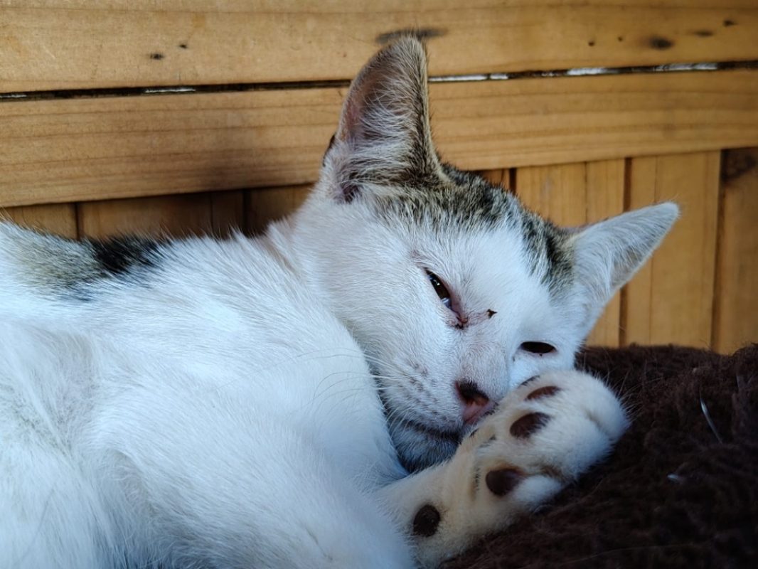 Pomponette - Chat Européen à adopter - photo 3