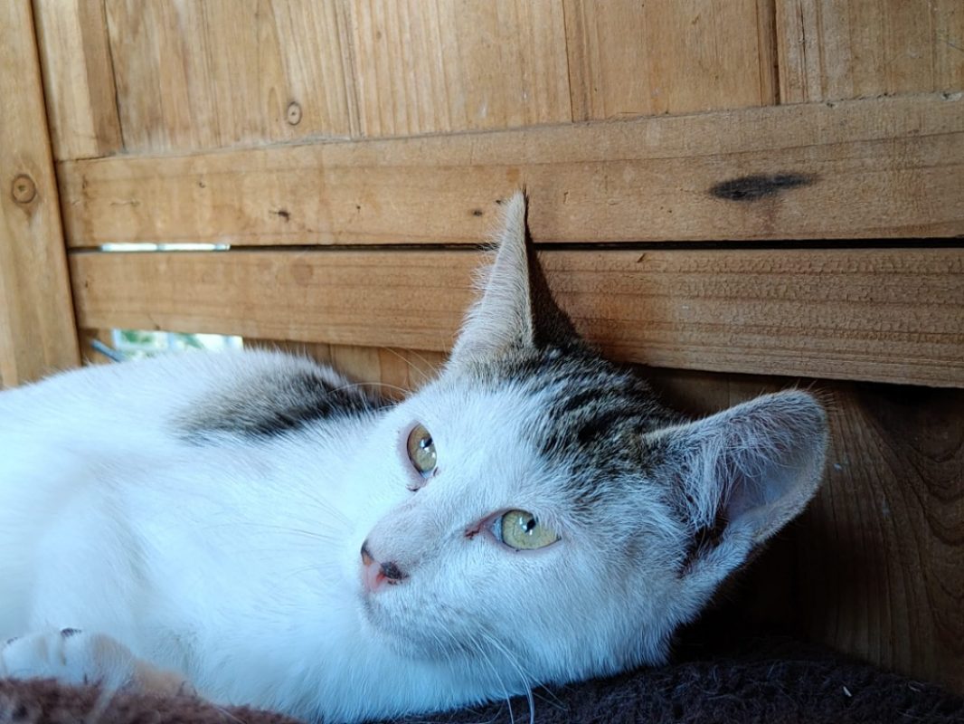 Pomponette - Chat Européen à adopter - photo 4