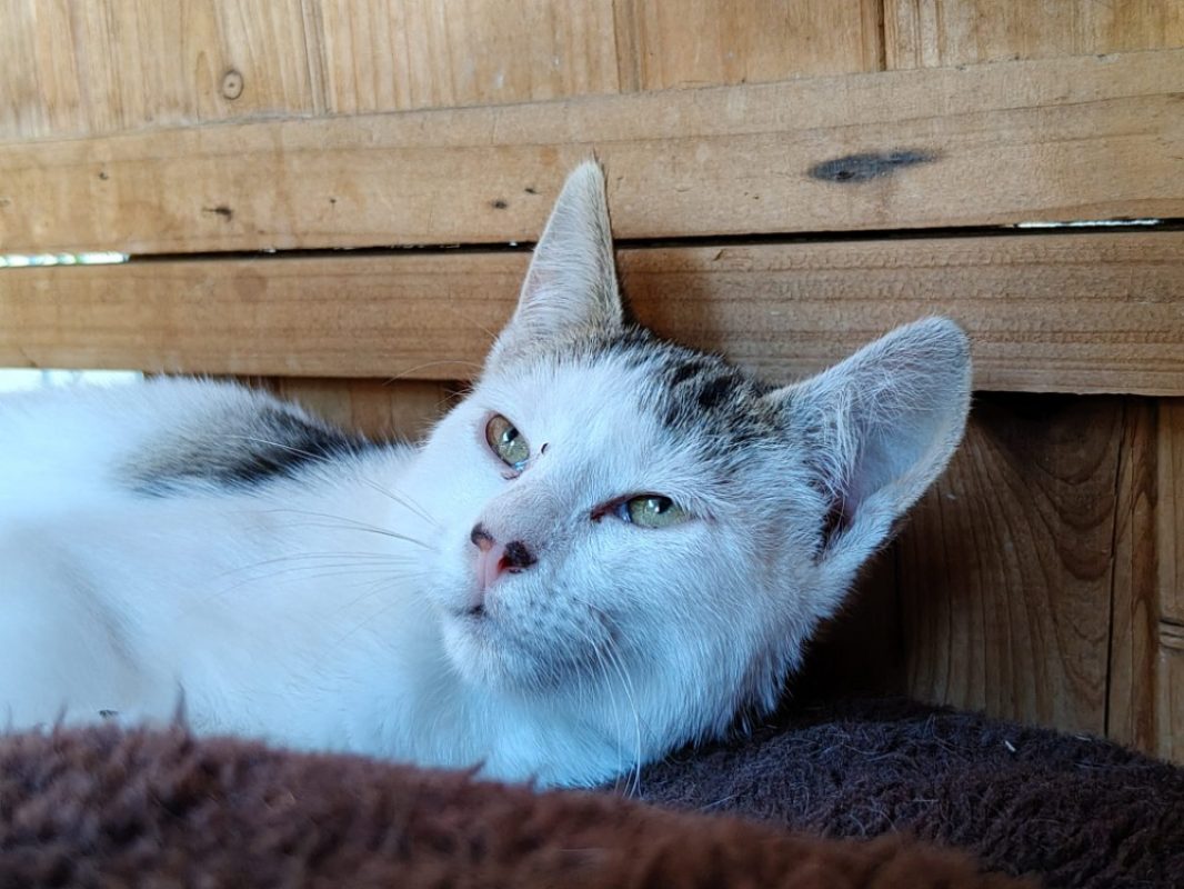 Pomponette - Chat Européen à adopter - photo 5