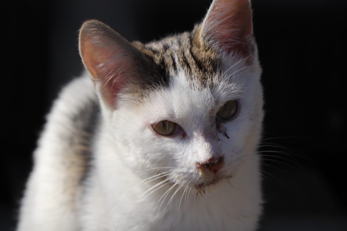 Pomponette - Chat Européen à adopter - photo 6