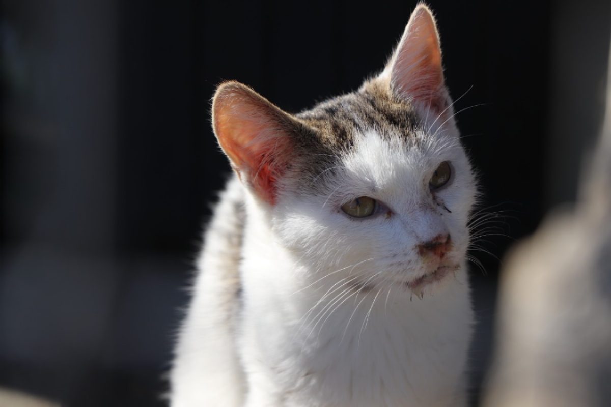 Pomponette - Chat Européen à adopter - photo 7
