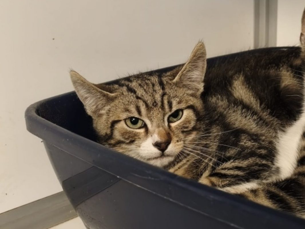 Stach - Chat Européen à adopter