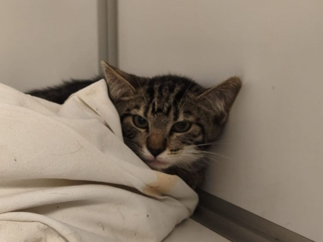 Moustache - Chat Européen à adopter