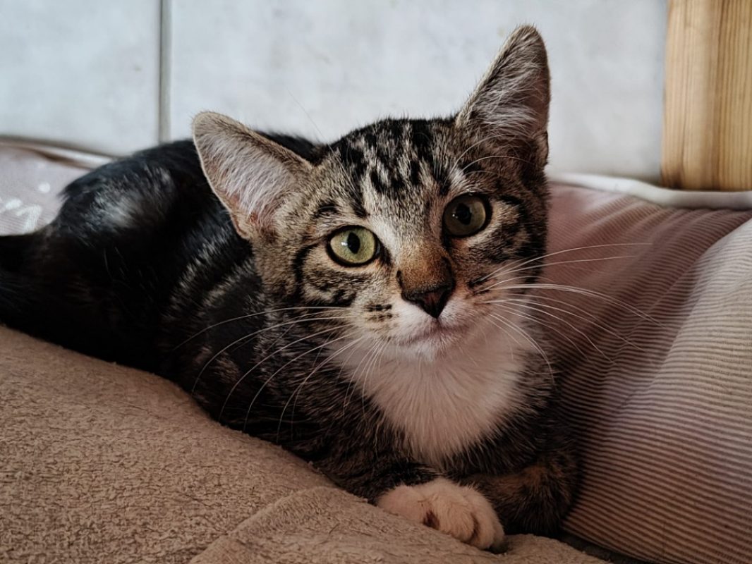 Moustache - Chat Européen à adopter