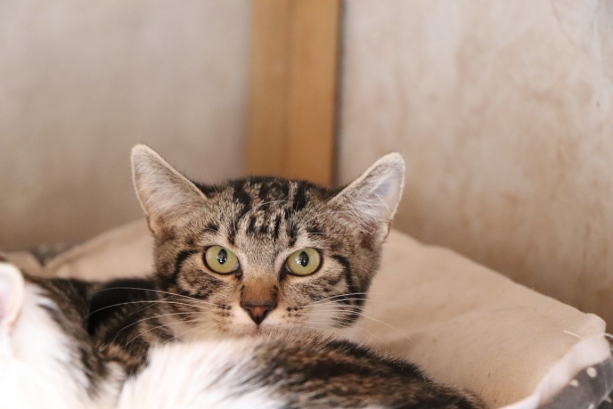 Moustache - Chat Européen à adopter - photo 2