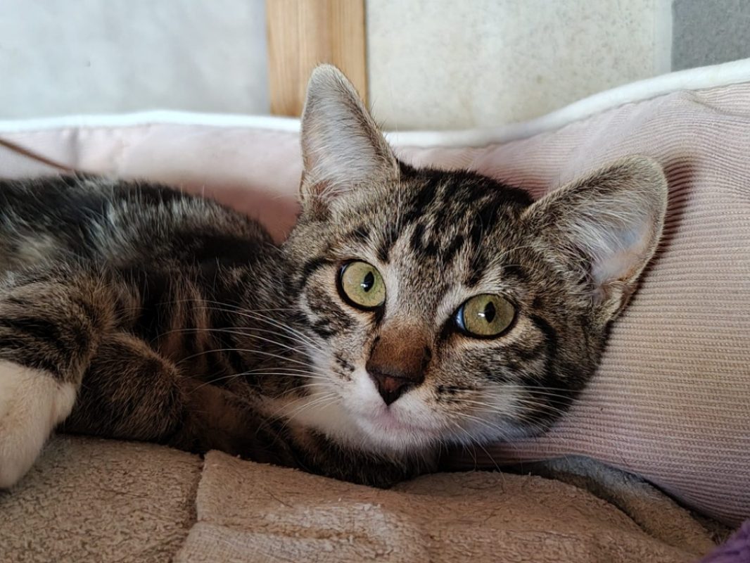 Moustache - Chat Européen à adopter - photo 3