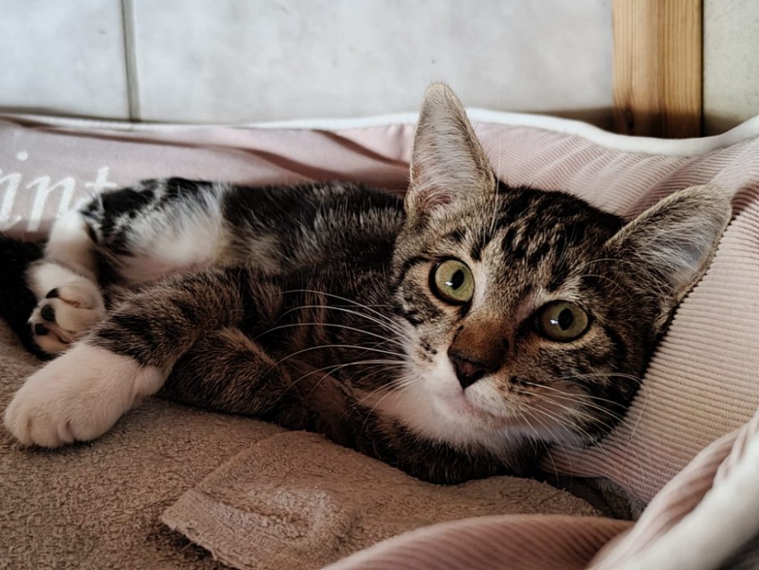 Moustache - Chat Européen à adopter - photo 4
