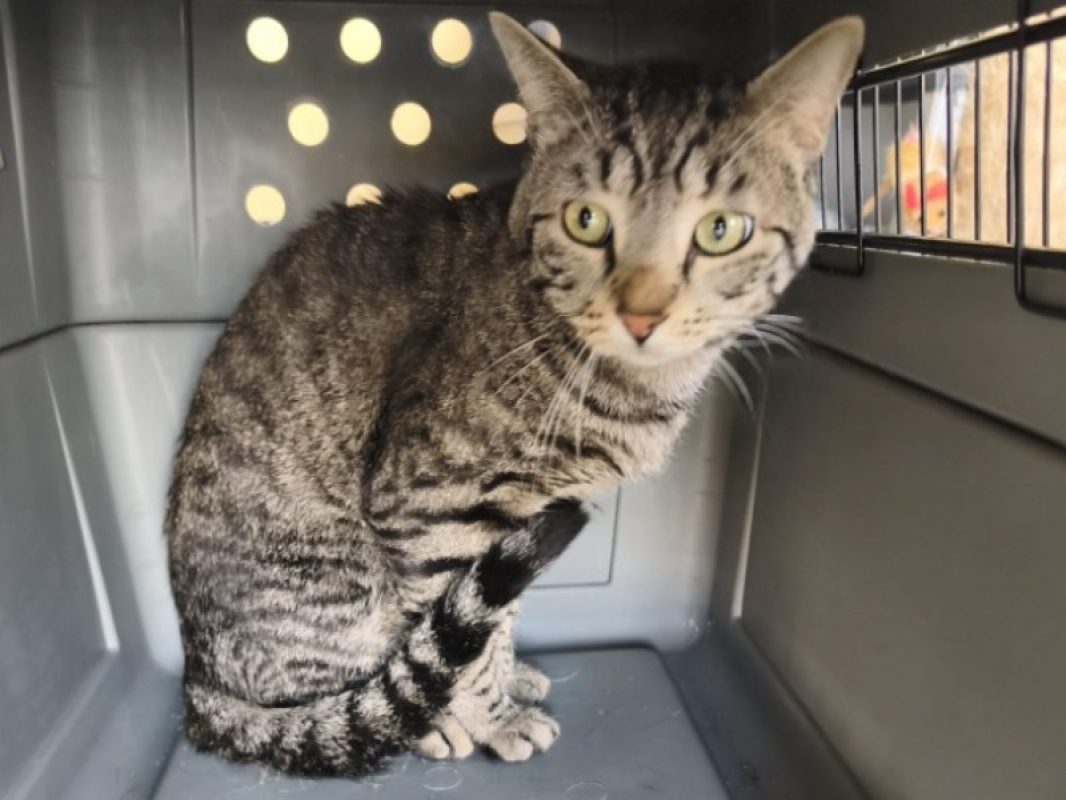 Tigrouillou - Chat Européen à adopter