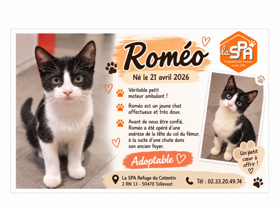 Romeo - Chat Européen à adopter