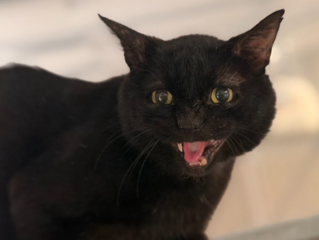 Boule - Chat Européen à adopter