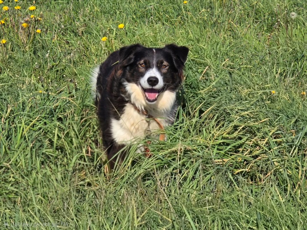 Hope - Chien à adopter