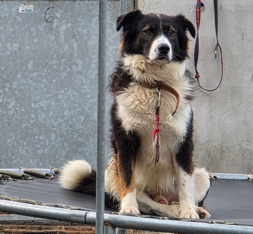 Hope - Chien à adopter - photo 2