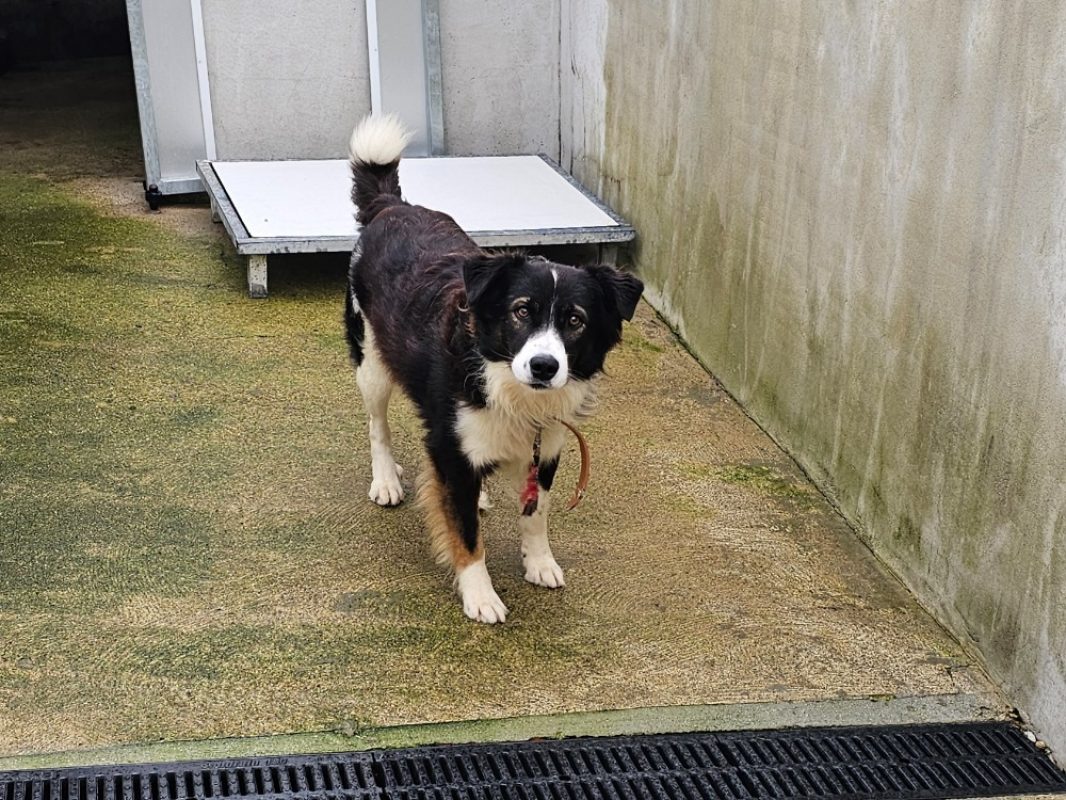 Hope - Chien à adopter - photo 3