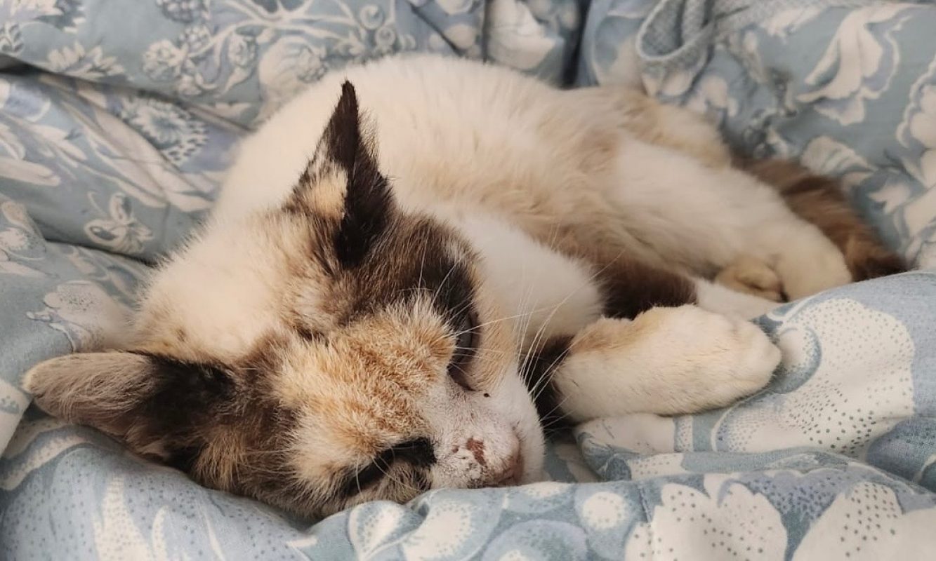 Nanny - Chat Européen à adopter