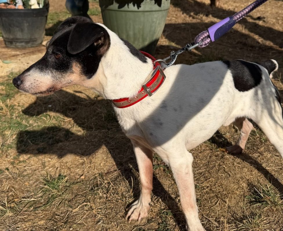 Philou - Chien à adopter