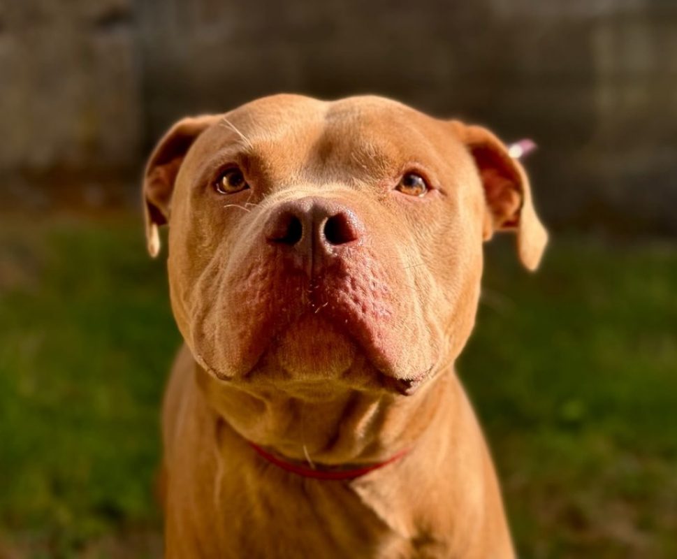 Aiko - Chien Bouledogue Américain à adopter