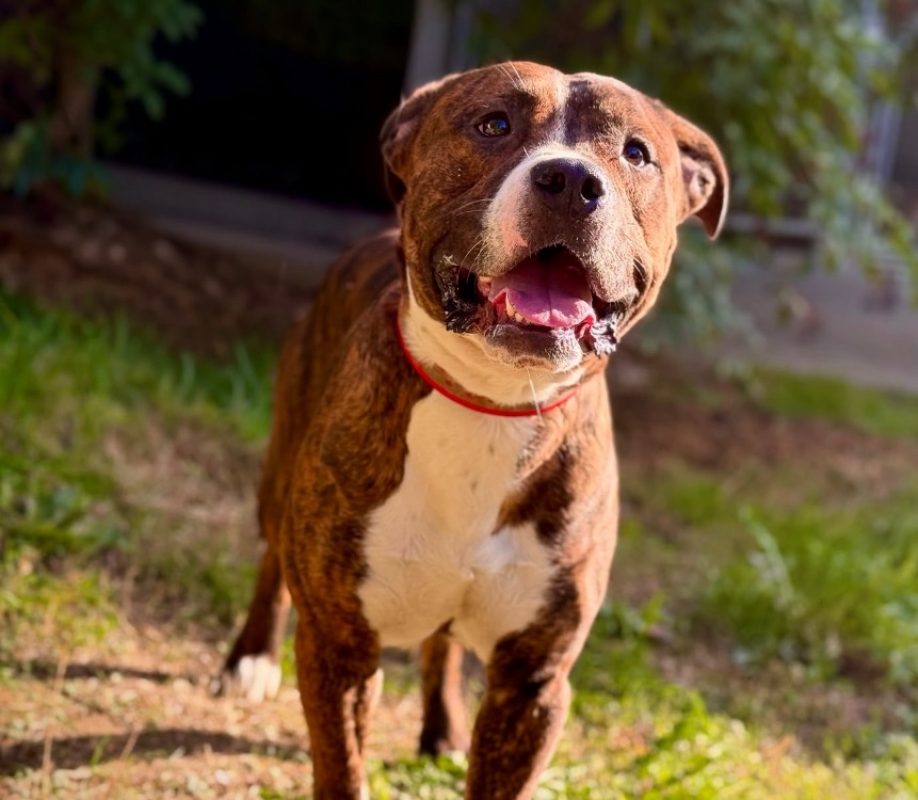 Moscow - Chien Bouledogue Américain à adopter